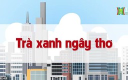 Trà xanh ngây thơ | Chuyện quanh ta | Tập 77 | 10/08/2023
