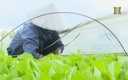 Thiệt hại 40%, Mê Linh vẫn đủ rau cho Hà Nội