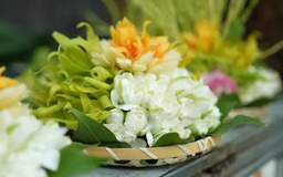 Hoa đĩa ngày rằm