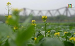 Trồng rau xanh trên bãi giữa sông Hồng