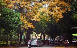 Hà Nội đẹp mơ màng mùa cây thay lá