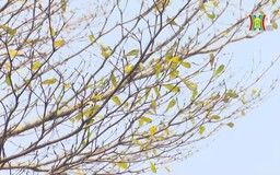 Hà Nội mùa thay lá