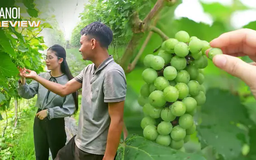 Vườn nho ngọt không hạt ngay tại Thủ đô | HANOI Review | 12/06/2025