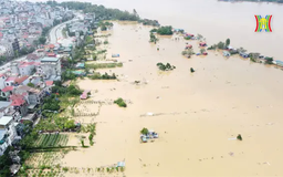 Vùng đất trồng đào, quất Phú Thượng chìm trong nước lũ
