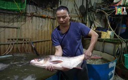 Trắng đêm bán, mua tại chợ cá lớn nhất Hà Nội
