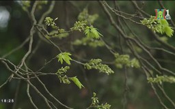 Hà Nội đẹp dịu dàng mùa hoa sưa thay lá