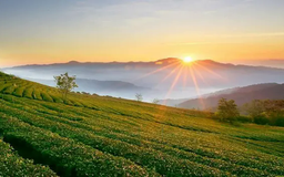 Đề nghị không miễn thuế đất nông nghiệp để hoang hóa
