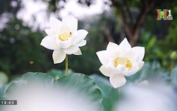 Sen trắng tinh khôi giữa ngày hè