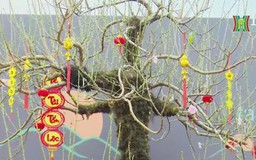 Thú chơi cây cảnh độc lạ của người Hà Nội