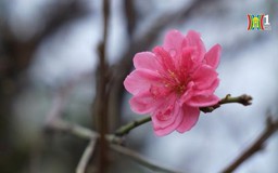 Nông dân Vân Tảo 'ăn gió nằm sương' chăm đào Tết