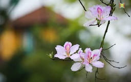 Thiếu nữ Hà thành duyên dáng bên sắc hoa ban