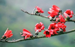Hà Nội mùa hoa gạo nở
