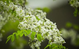 Hà Nội lãng mạn mùa hoa sưa