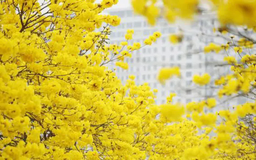 Ấn tượng tuyến đường hoa phong linh