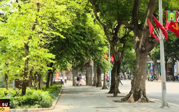 Hà Nội hoàn thành thu dọn cây gãy đổ do bão