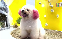 Chăm sóc và làm đẹp cho thú cưng