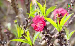 Thú chơi đào Thất thốn của người Hà Nội