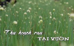 Thu hoạch rau tại vườn | Nhịp sống Hà Nội | 18/03/2025
