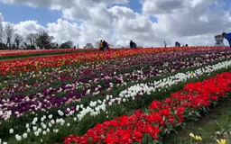 1,5 triệu bông hoa tulip nở rộ tại miền Nam nước Anh