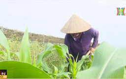Phúc Thọ tập trung khắc phục thiệt hại bão lũ