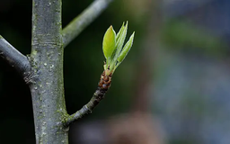 Sức sống bật lên trong từng mầm cây