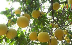 Vùng bưởi Diễn tất bật vào vụ Tết