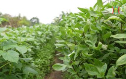 Nghề trồng rau gia vị