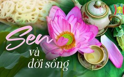 Mùa sen Hà Nội