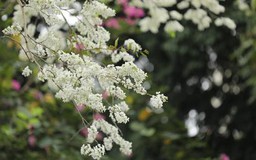 Sắc trắng hoa sưa đẹp dịu dàng góc phố