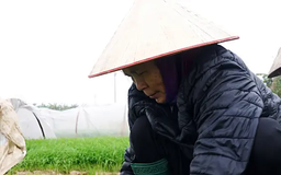 Cấy xuân