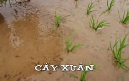 Cấy xuân | Nhịp sống Hà Nội | 21/02/2025