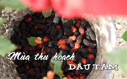 Mùa thu hoạch dâu tằm | Nhịp sống Hà Nội | 21/04/2025