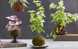 Nghệ thuật trồng cây Kokedama bảo vệ môi trường