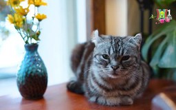 Khám phá quán cà phê dành cho người yêu sách và mèo
