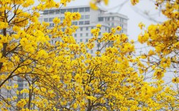 Rực rỡ sắc hoa phong linh giữa lòng Hà Nội