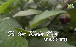 Cà tím Xuân Nộn vào vụ | Nhịp sống Hà Nội | 22/03/2024