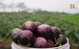 Làng Xuân Nộn vào mùa thu hoạch 'đặc sản' cà tím