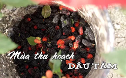 Mùa thu hoạch dâu tằm