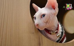 Trải nghiệm quán cà phê mèo "chanh sả" nhất Hà Nội