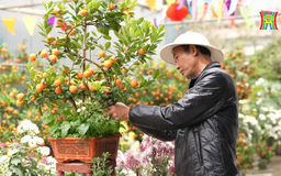Nghệ nhân Hà Nội: Hồn Tết trong sắc quất