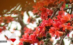 Hoa gạo khoe sắc trên phố phường Hà Nội