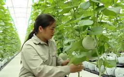 Gia hạn miễn thuế: Tăng cơ hội đầu tư cho nông nghiệp