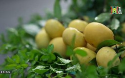 Vấn vương hương thị
