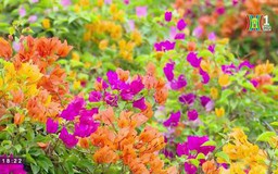 Rực rỡ hoa giấy làng Phù Đổng