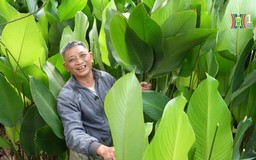 Vựa lá dong lớn nhất Hà thành vào vụ Tết