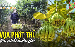 Vườn Phật thủ ‘đắt xắt ra miếng’ của nông dân Hà Nội | HANOI Review | 23/01/2025