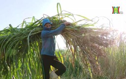 Niềm vui trồng cỏ voi
