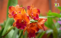 Thú chơi hoa Lan của người Hà Nội
