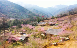 Rực rỡ sắc đào Lùng Cúng
