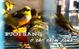 Buổi sáng ở chợ chim cảnh | Nhịp sống Hà Nội | 25/03/2025